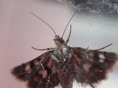 Heliothela atra
