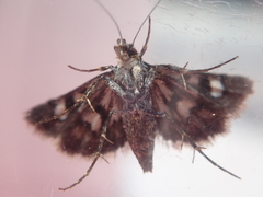 Heliothela atra