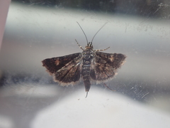 Heliothela atra