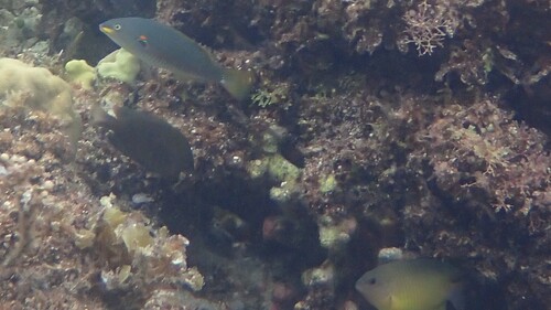 Stethojulis bandanensis