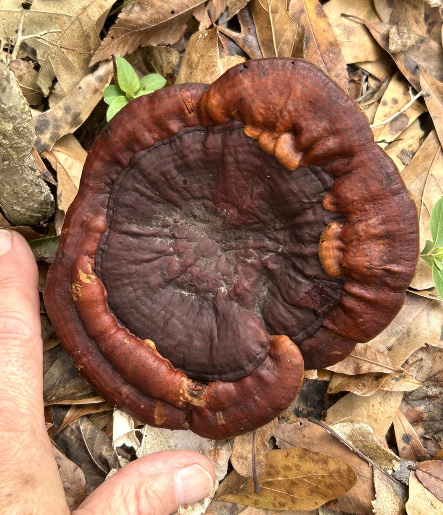 Ganoderma curtisii · December 2025 · photo: © northcut1 (iNaturalist, cc-by)