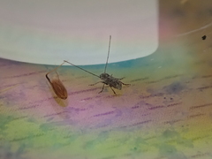 Euciodes suturalis