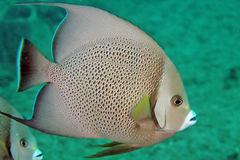 Gray Angelfish photo 3