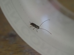 Euciodes suturalis