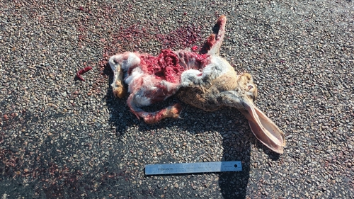 Antelope Jackrabbit observed by david44987