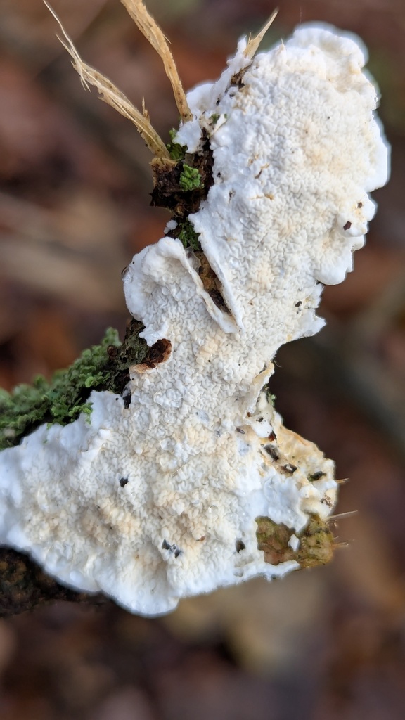 Byssomerulius corium · December 2025 · photo: © rudolphous (iNaturalist, cc-by)