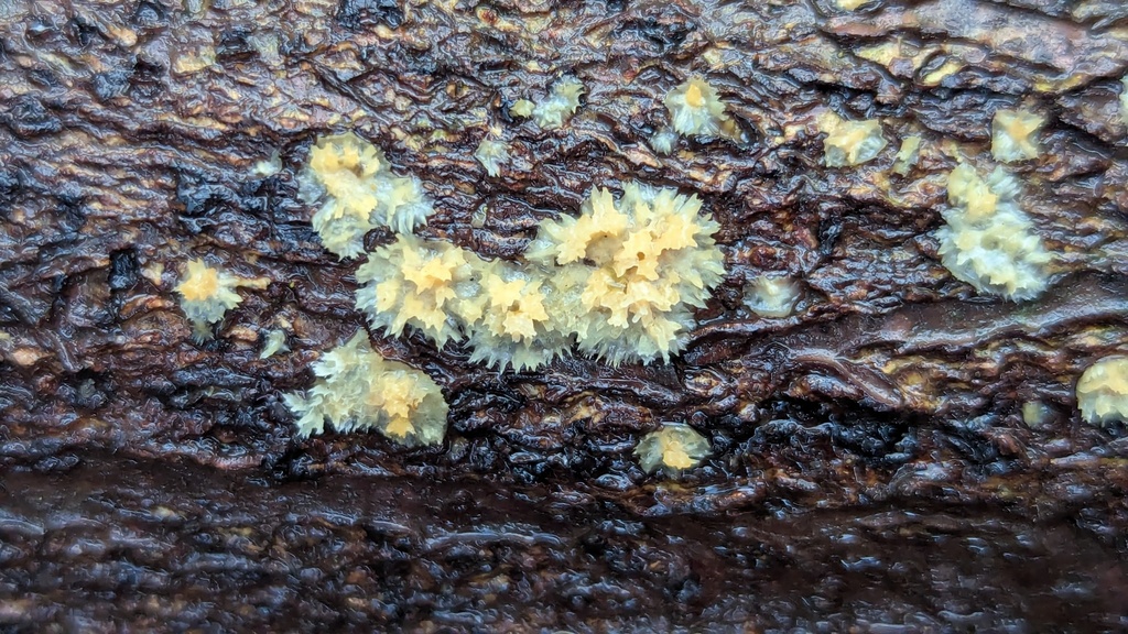 Sarcodontia uda