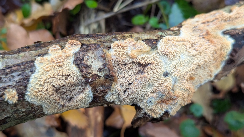 Radulomyces molaris