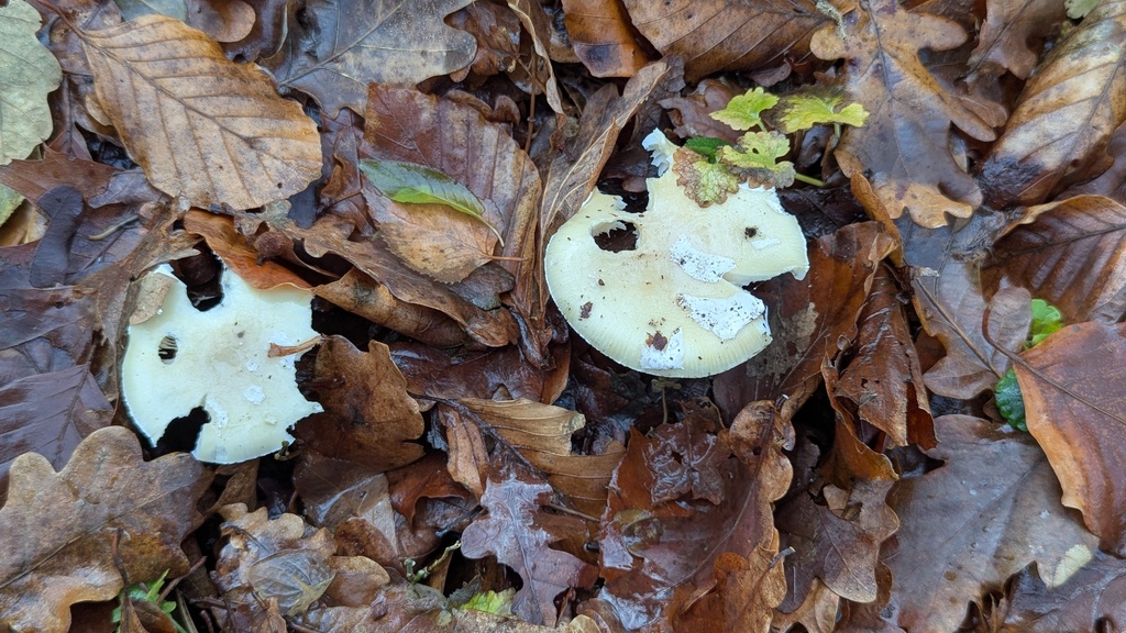 Amanita junquillea · December 2025 · photo: © rudolphous (iNaturalist, cc-by)