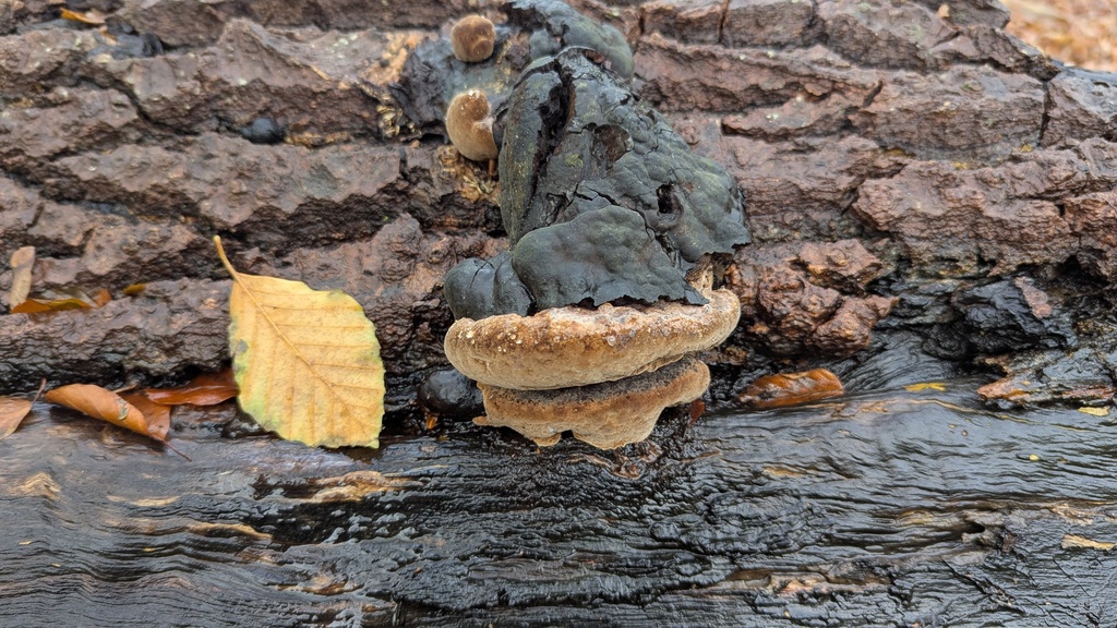 Fomitiporia robusta