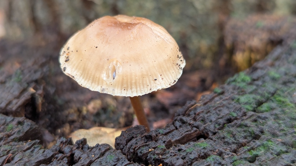 Mycena galericulata · December 2025 · photo: © rudolphous (iNaturalist, cc-by)