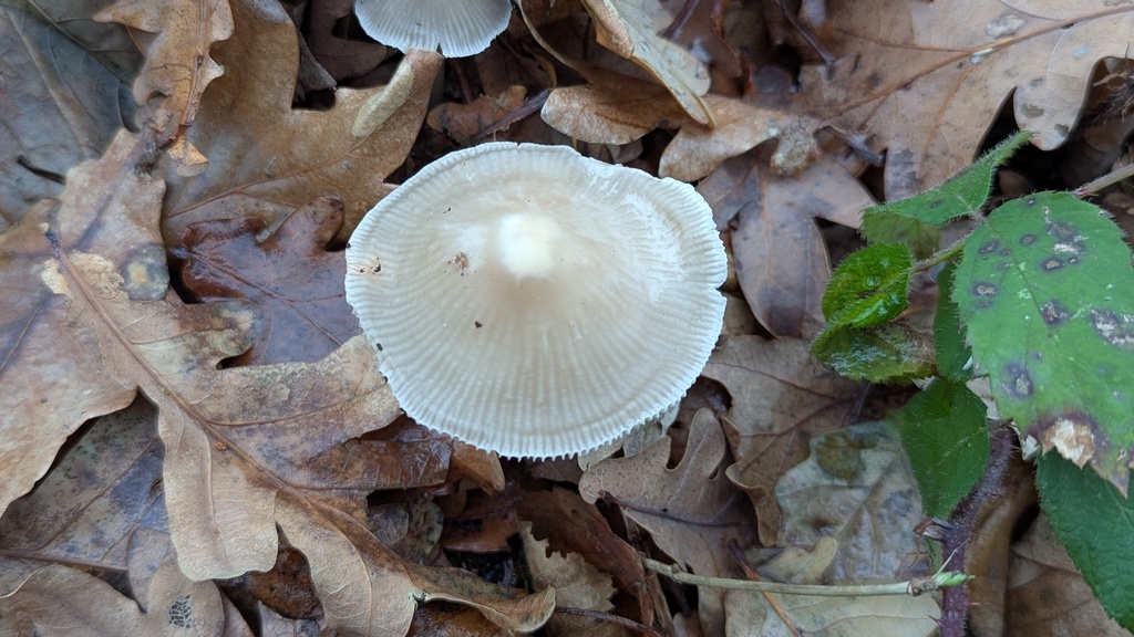 Mycena galericulata · December 2025 · photo: © rudolphous (iNaturalist, cc-by)