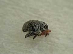 Exapion ulicis