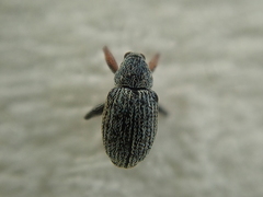 Exapion ulicis