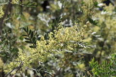 Schinus lentiscifolia