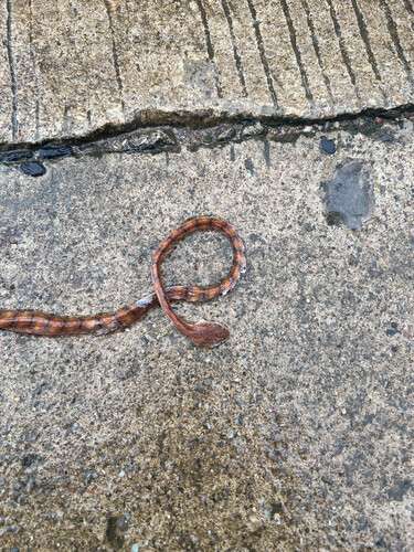 Photo of a Schultz' Blunt-headed Tree Snake (Boiga schultzei)