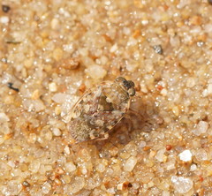 Ochteridae
