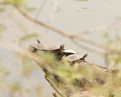 Chelidae