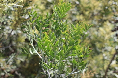Schinus lentiscifolia