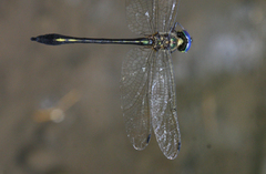 Macromidia genialis