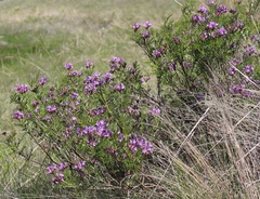 Astragalus oropolitanus
