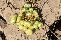 Myriocephalus pluriflorus