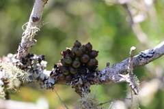 Myrrhinium octandrum (Myrrhinium octandrum)