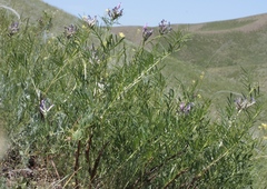 Astragalus oropolitanus
