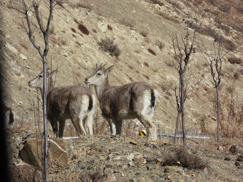 Bharal