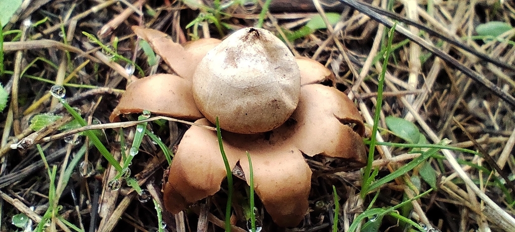 Geastrum floriforme · December 2025 · photo: © martin-bravo (iNaturalist, cc-by)