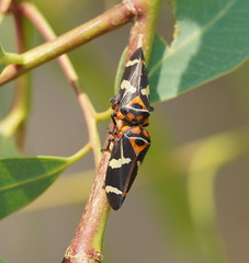 Eurymeloides pulchra