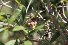 Berberis laurina