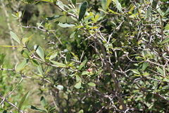 Berberis laurina