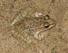 Lithobates yavapaiensis
