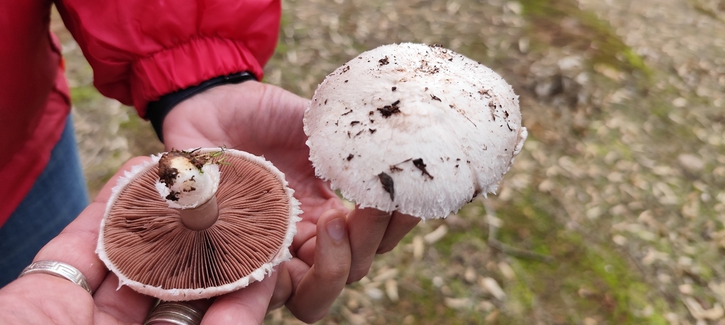 Agaricus campestris · December 2025 · photo: © martin-bravo (iNaturalist, cc-by)