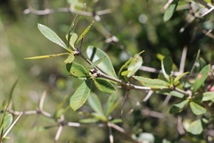 Berberis laurina