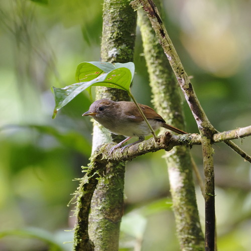 Brown Fulvetta (Alcippe brunneicauda), photo 5