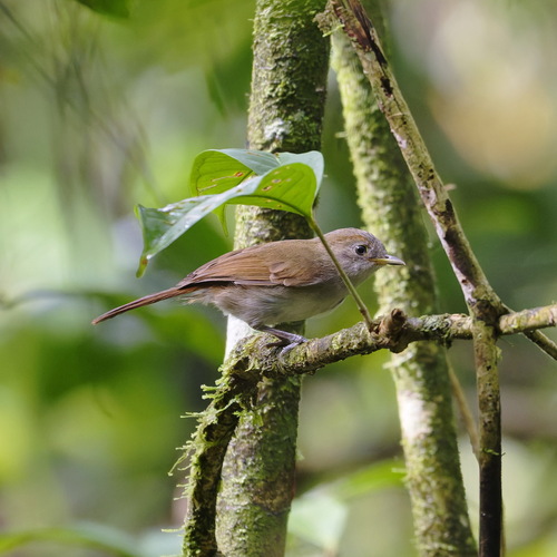 Brown Fulvetta (Alcippe brunneicauda), photo 10