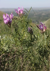 Astragalus oropolitanus