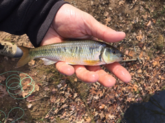 Luxilus chrysocephalus