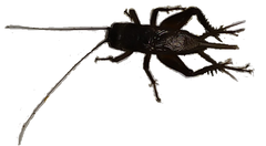 Gryllus assimilis