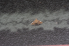 Agrioglypta fulguralis