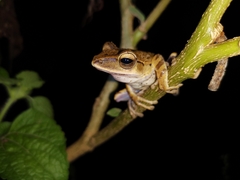 Polypedates iskandari