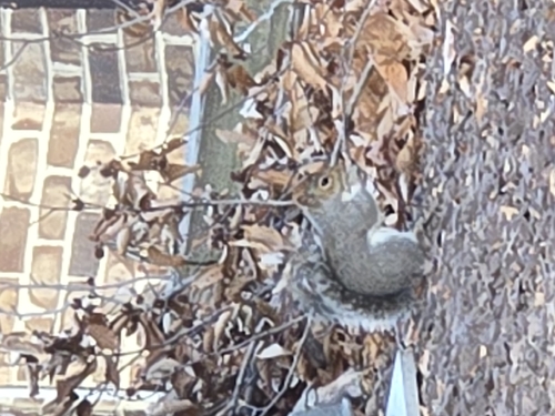 Eastern Gray Squirrel