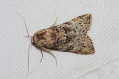Bryophilina mollicula