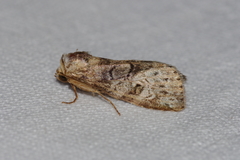 Bryophilina mollicula