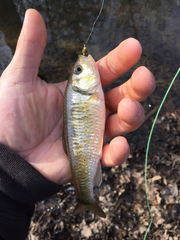 Luxilus chrysocephalus