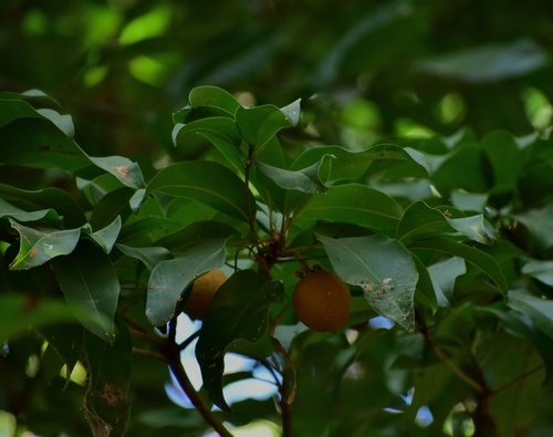 Manilkara zapota - Whole tree