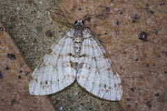 Trichopterigia consobrinaria