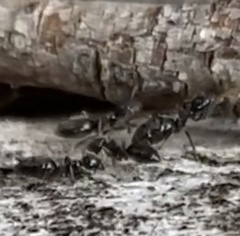 Technomyrmex jocosus